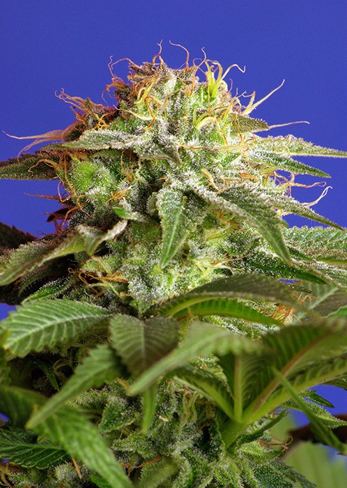 Green Poison F1 Fast Version Sweet Seeds