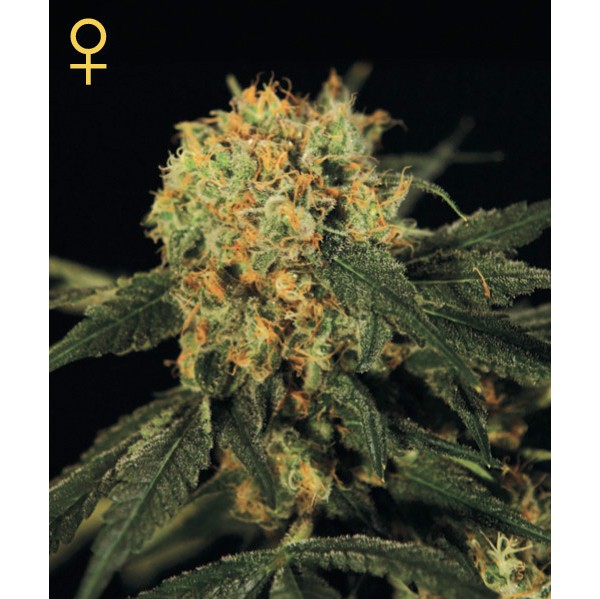 A.M.S. - Green House