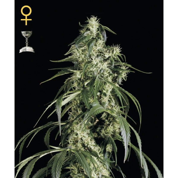 Arjan's Haze#1 - Green House