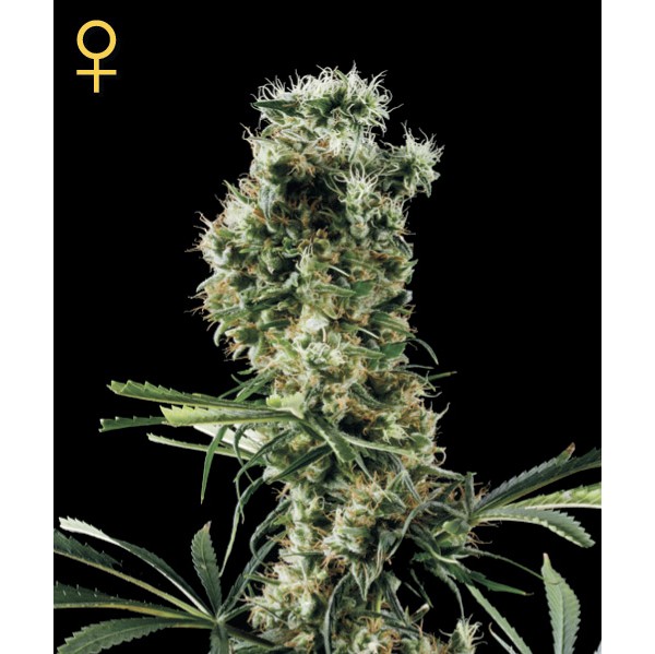 Arjan's Haze#2 - Green House