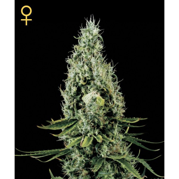 Arjan's Haze #3 - Green House