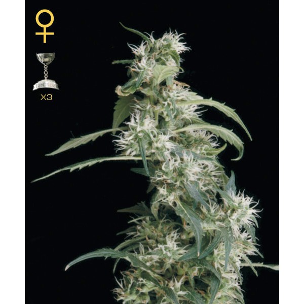 Arjan's Ultra Haze#2 - Green House