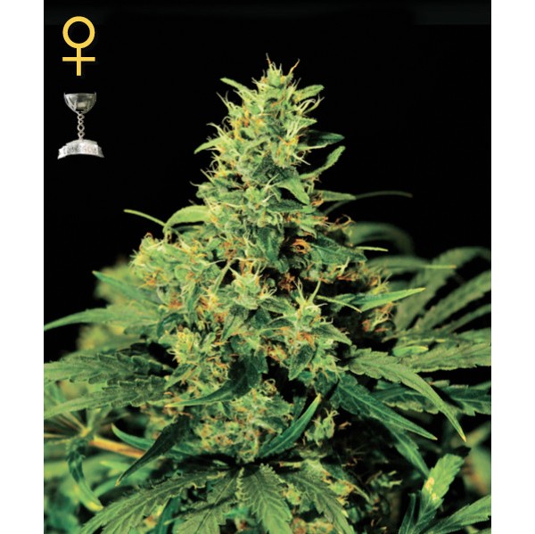 Big Bang - Green House