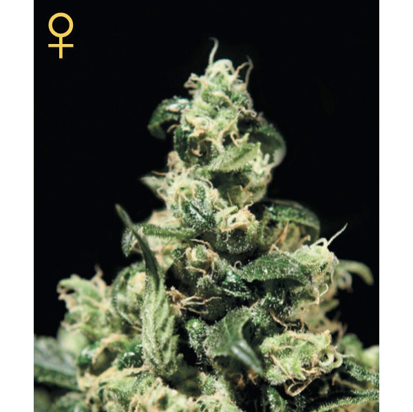 Damn Sour - Green House