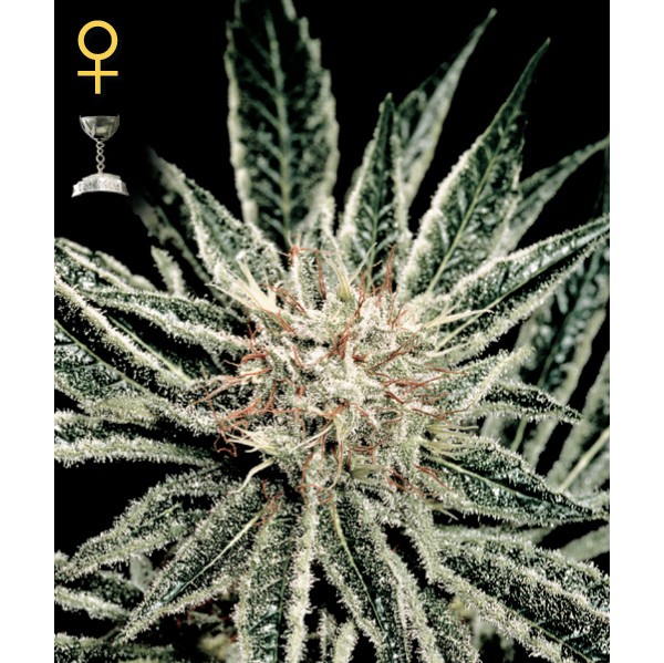 El Niño - Green House