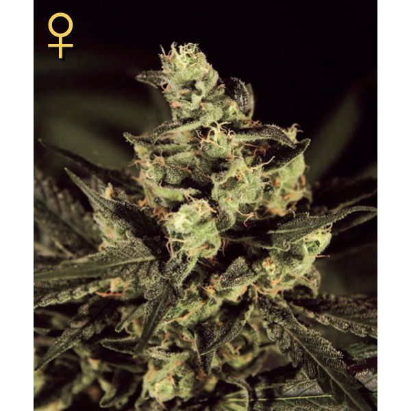 Exodus Cheese - Green House