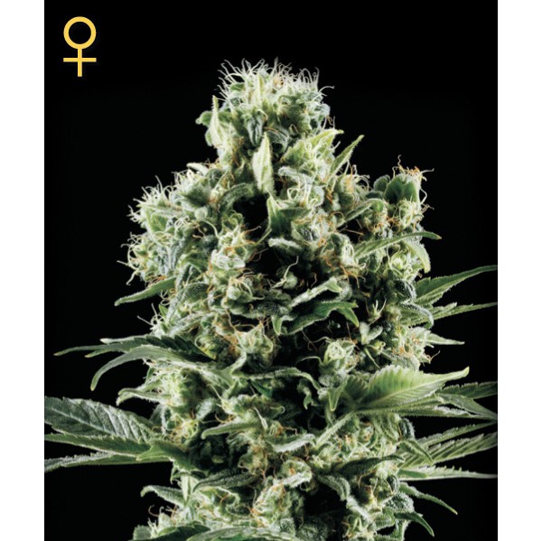 Himalaya Gold - Green House