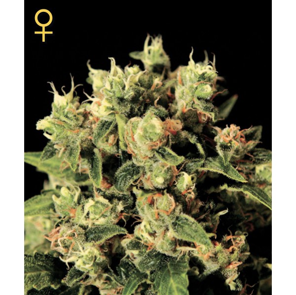 Ladyburn 1974 - Green House