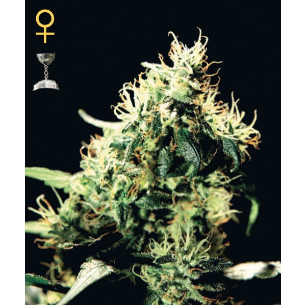 NL5 x Haze Mist - Green House