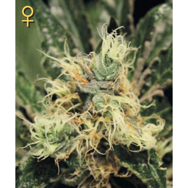 Pure Kush - Green House