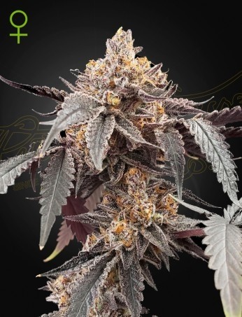 Guava x Gelato 41 Auto – Green House Seeds