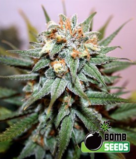 Hash Bomb – Bomb Seeds