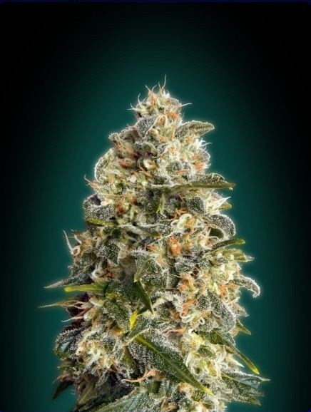 Heavy Bud - Advanced Seeds