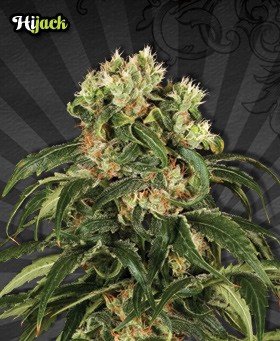 Hijack – Auto Seeds