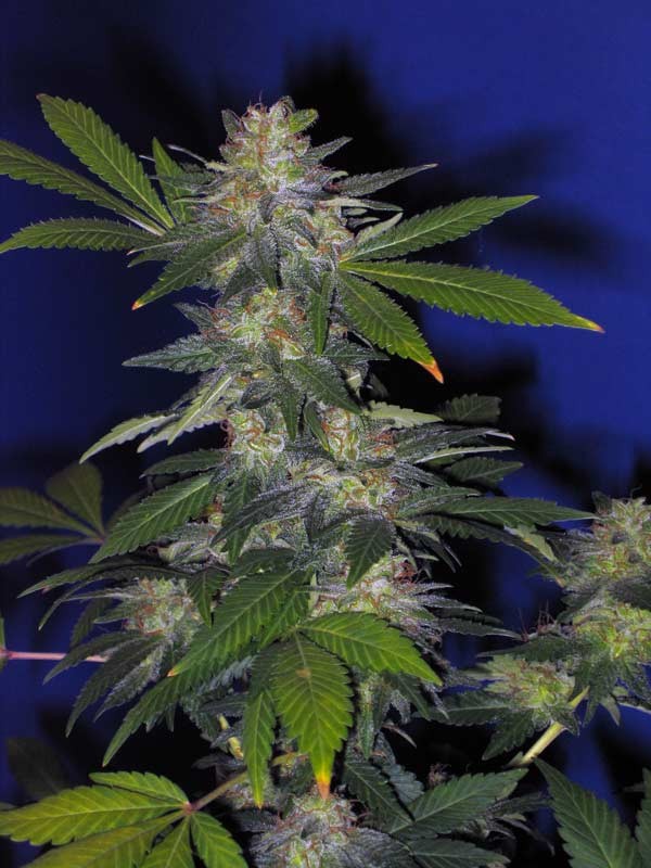 The Hog Regular – T.H. Seeds 