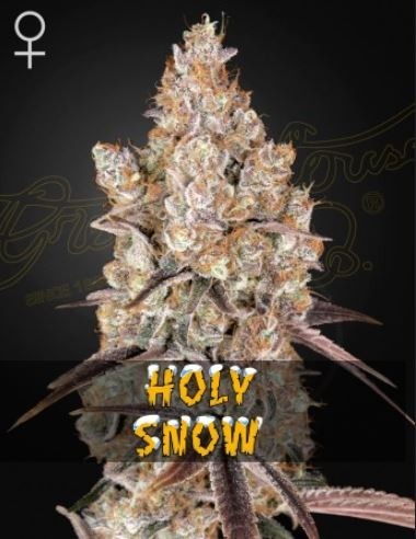 Holy Snow - Green House Seeds