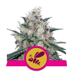 comprar semillas honey cream de royal queen seeds