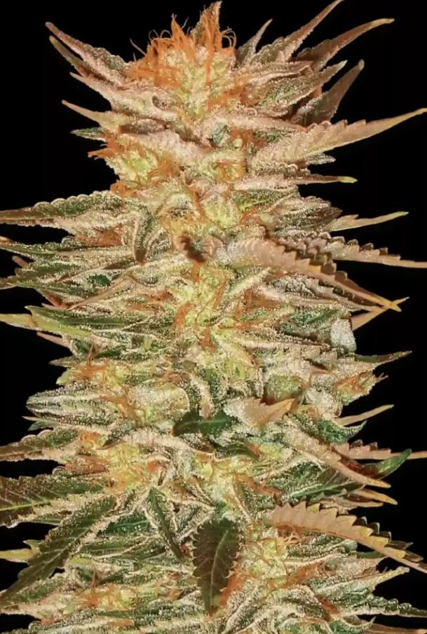 Ice Cream - Paradise Seeds