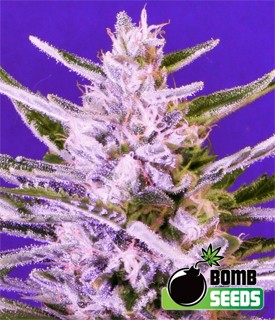 Ice Bomb – Bomb Seeds