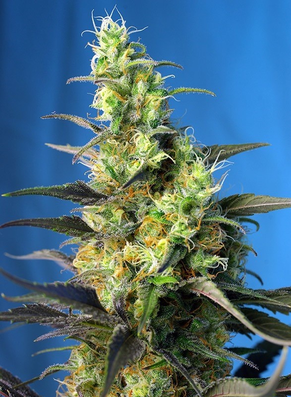 comprar semillas ice cool cbd de sweet seeds