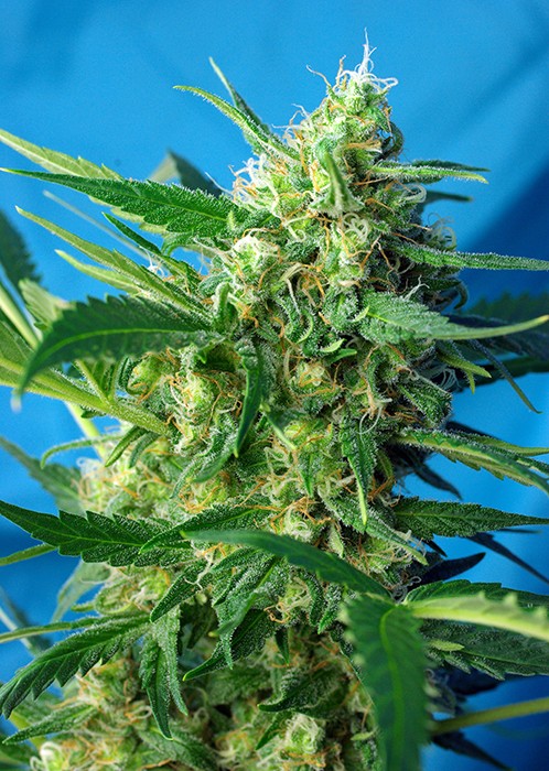 ice-cool-auto-sweet-seeds