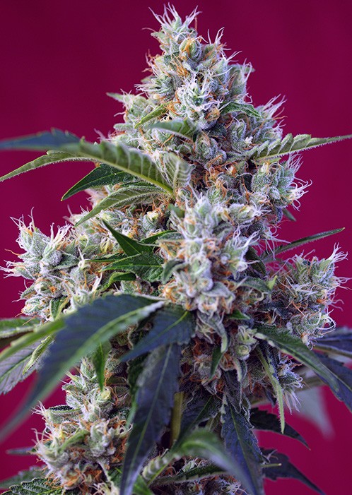 Indigo Berry Kush Sweet Seeds