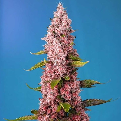 Red Hot Cookies Fem - Sweet Seed 