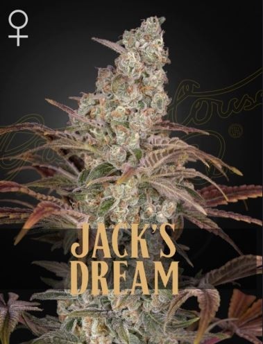 Jack´s Dream - Green House Seeds