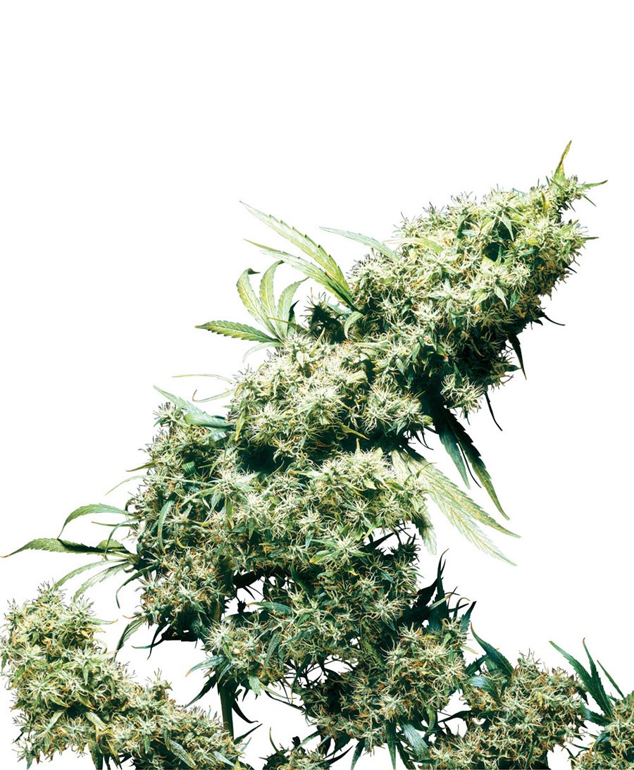 Jamaican Pearl Sensi Seeds feminizada