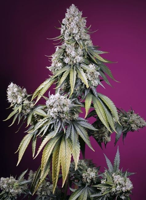 Jealousy Z XL Auto - Sweet Seeds