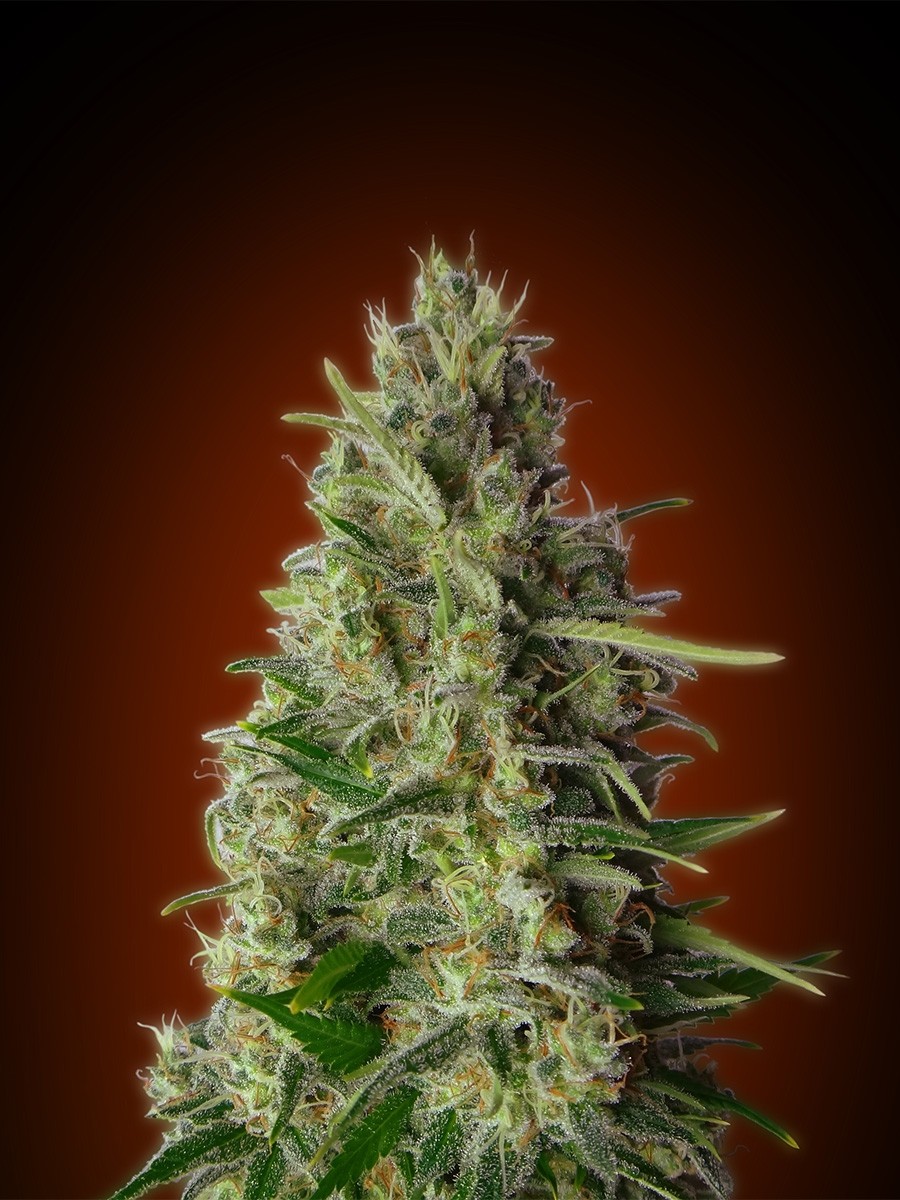 Kali 47 - Advanced Seeds