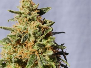 White Domina – Kannabia Seeds