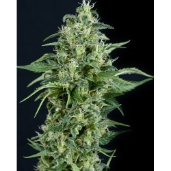 Kryptonite – Pyramid Seeds