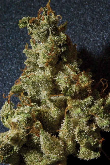 Kushage – T.H. Seeds