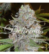 semillas-la-diva-auto-delicious-seeds-