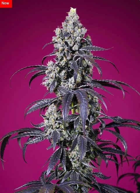 Tropicanna Cherry XL Auto - Sweet Seeds