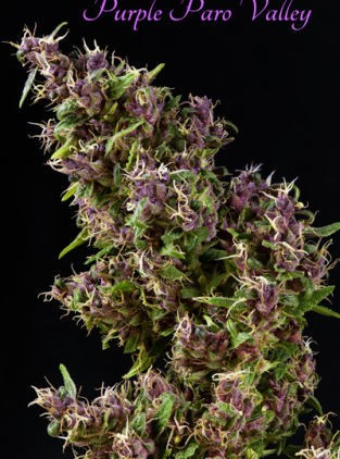 Purple Paro Valley – Mandala Seeds