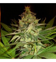 Masa Critika – BCN Seeds
