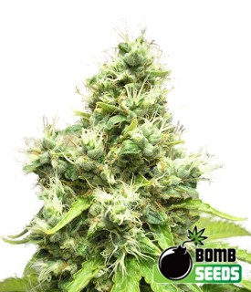 Medi Bomb #1 – Bomb Seeds