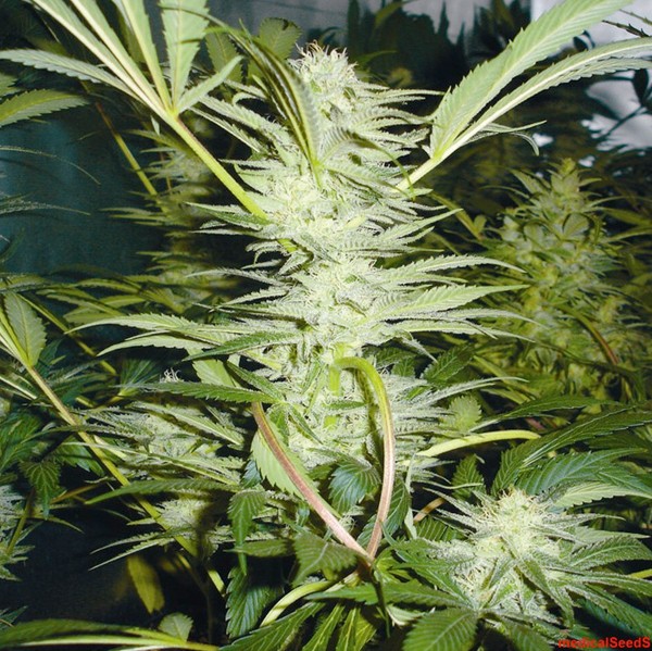 White Widow Medical Seeds