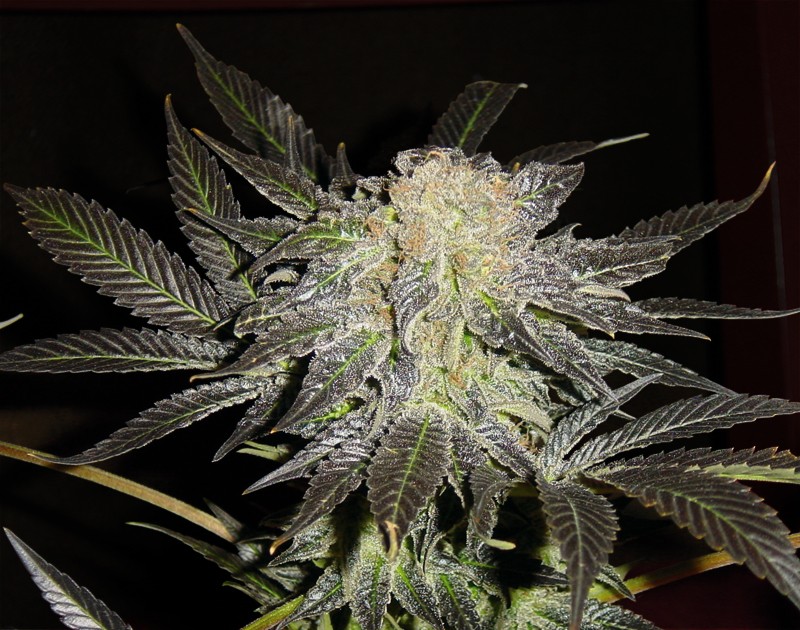 Mendocino Madness Regular – T.H. Seeds