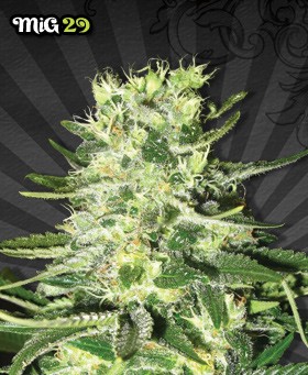 MIG-29 – Auto Seeds