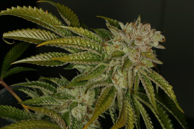 MK Ultra – T.H. Seeds