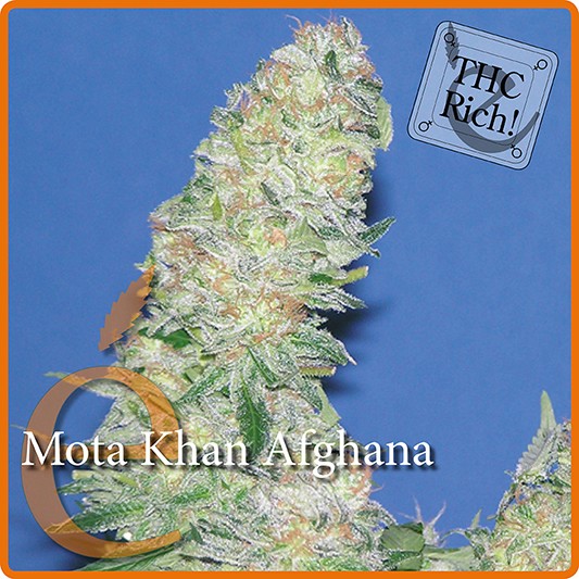 Mota Khan Afghana – Elite Seeds