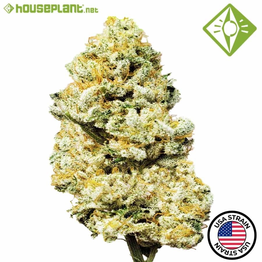 Motorbreath - Houseplant Seeds - 1 Semilla Feminizada