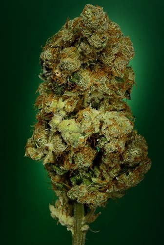 Rock Bud – Soma Seeds