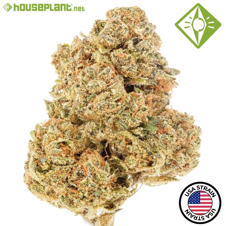 OG Kush - Houseplant Seeds - 5 Semillas Feminizadas