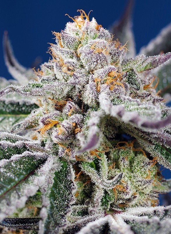 Orange Apricot Glue XL Auto - Sweet Seeds 