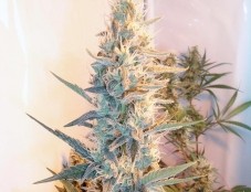 Outdoor Grapefruit – Female Seeds