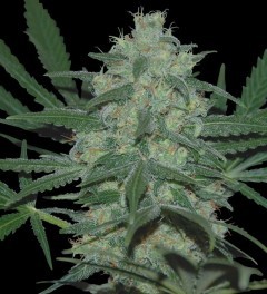 Pakistan Valley - World Of Seeds